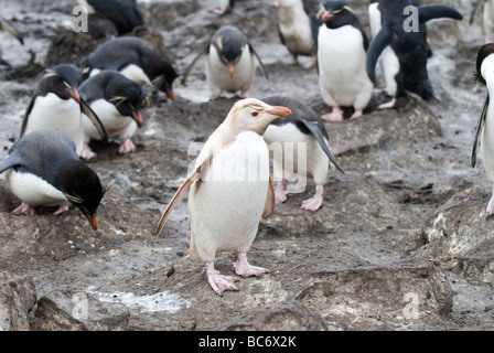 Albino Southern Rockhopper Penguin, Eudyptes Chrysocome, in einer Kolonie von normalen Pinguine Stockfoto