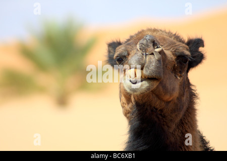 Kamele bei Sand/Sand Dünen im Erg Chebbi Wüste bei Merzouga, Sahara, Südmarokko - beliebtes Touristenziel Stockfoto