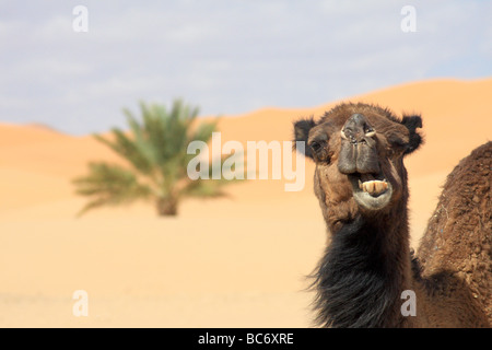 Kamele bei Sand/Sand Dünen im Erg Chebbi Wüste bei Merzouga, Sahara, Südmarokko - beliebtes Touristenziel Stockfoto