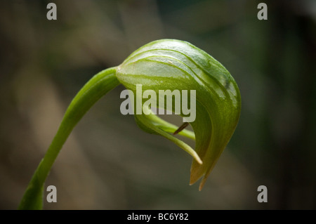 Nickte, Pterostylis, Pterostylis Nutans, Grampians, Victoria, Australien. Stockfoto