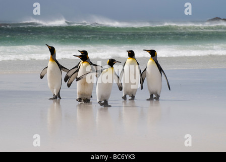 Eine Gruppe von Königspinguine, Aptenodytes Patagonicus, zu Fuß bis zum Strand aus dem Meer Stockfoto