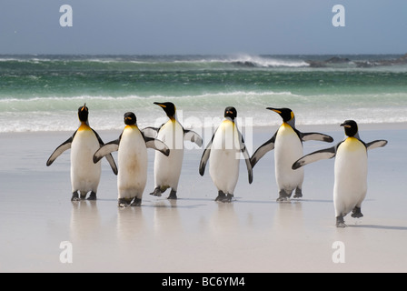 Eine Gruppe von Königspinguine, Aptenodytes Patagonicus, zu Fuß bis zum Strand aus dem Meer Stockfoto