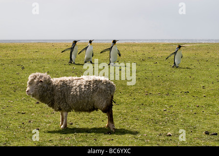 Königspinguine, Aptenodytes Patagonicus, vorbei an einem Hausschafe auf einigen landwirtschaftlichen Flächen Stockfoto