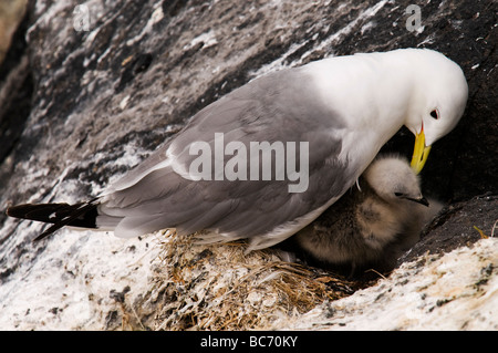 Kittiwake Eltern auf der Suche nach einem frisch geschlüpften Küken auf einem Felsvorsprung einer Klippe auf der Isle of May Stockfoto