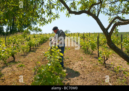 Landwirt in seinem Weinberg binden neues Wachstum zu unterstützen Drähte - Sud-Touraine, Frankreich. Stockfoto