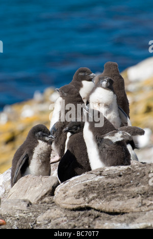 Südlichen Rockhopper Pinguinküken, Eudyptes Chrysocome. Auch bekannt als Imperial Shag, König Kormoran, König Shag Stockfoto