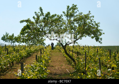 Landwirt in seinem Weinberg binden neues Wachstum zu unterstützen Drähte - Sud-Touraine, Frankreich. Stockfoto