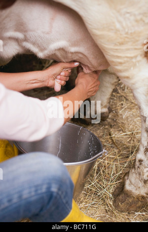 Kuh wird gemolken - Stockfoto