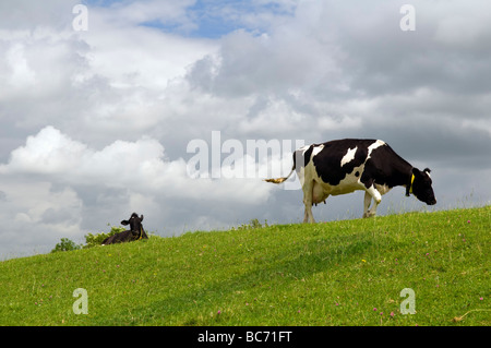 Friesische Kühe grasen auf Feldern in Somerset, Großbritannien an Sommertag Stockfoto