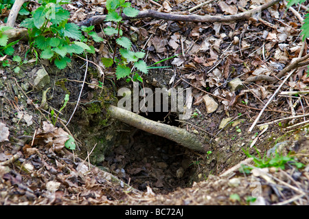 Dachs Eingang inmitten von Wäldern in Bristol Stockfoto