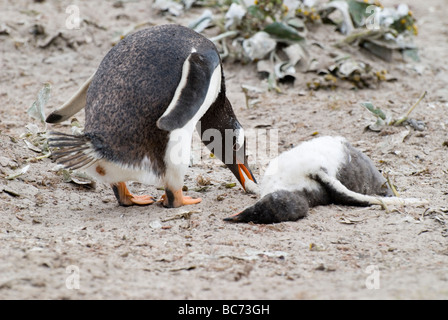 Gentoo Penguins, Pygoscelis Papua - ein Erwachsener mit einem toten Küken Stockfoto