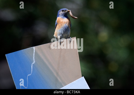 weibliche Western Bluebird Sialia Mexicana mit Caterpillar Mund Stockfoto