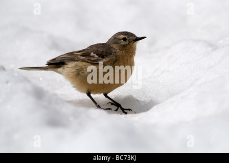 Amerikanische Pieper Anthus Rubescens auf Schnee USA Stockfoto