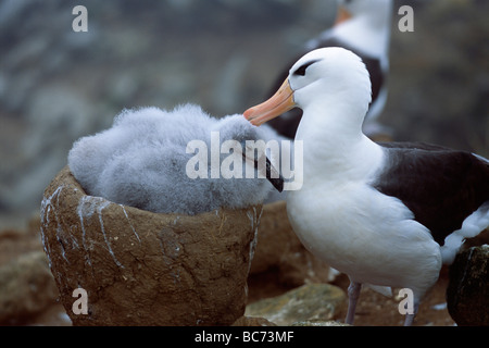 Ein Erwachsener Black-browed Albatros, Thalassarche Melanophrys, putzen ihre graue Küken auf ein Nest sitzen. Black-browed Mollymawk Stockfoto