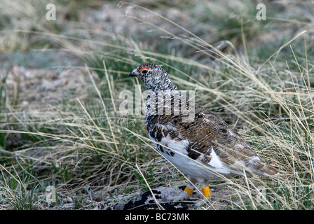 gebänderten männliche White tailed Schneehühner Lagopus leucura Stockfoto