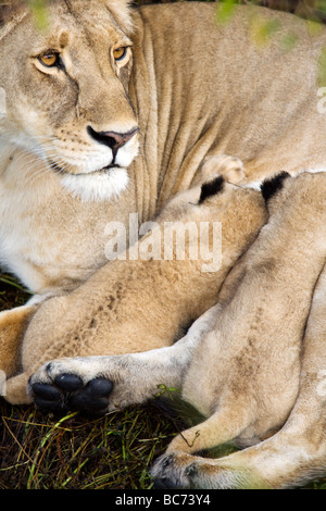 Löwenbabys Krankenpflege - Masai Mara National Reserve, Kenia Stockfoto