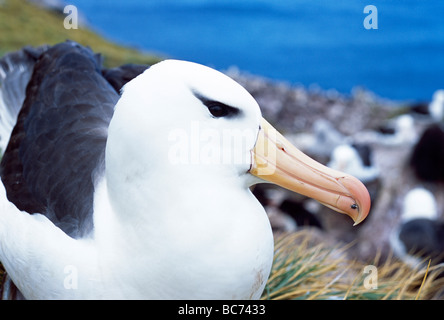 Nahaufnahme von einem Black-browed Albatros, Thalassarche Melanophry, auf ein Nest sitzen.  Black-browed Mollymawk. Dahinter ist eine Kolonie Stockfoto