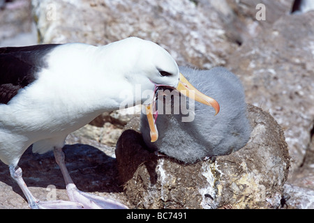 Adult Black-browed Albatros, Thalassarche Melanophry, Fütterung der Küken durch erbrechend in das Küken Schnabel Stockfoto