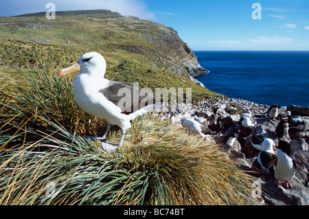 Ein Black-browed Albatros, Thalassarche Melanophry, stehend auf Tussac Grass (Poa Flabellata). Auch Black-browed Mollymawk. Stockfoto