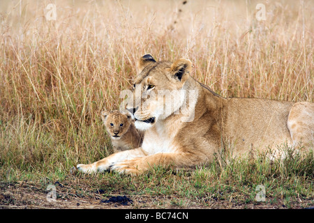 Löwin und Young Cub sitzen - Masai Mara National Reserve, Kenia Stockfoto