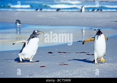 Gentoo Penguins, Pygoscelis Papua - ein Erwachsener und Mauser Küken am Strand Stockfoto