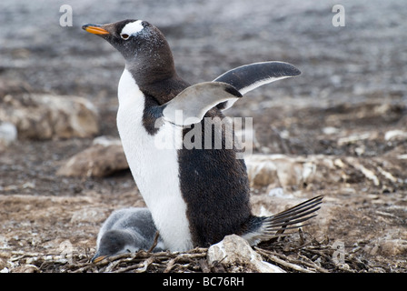 Gentoo Penguin, Pygoscelis Papua - Erwachsenen sitzen auf einem Nest mit ihren Küken Stockfoto