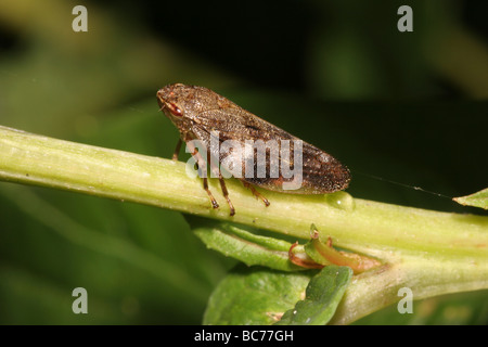 Erle Spittlebug ein Blutzikade Aphrophora Alni Aphrophoridae UK Stockfoto