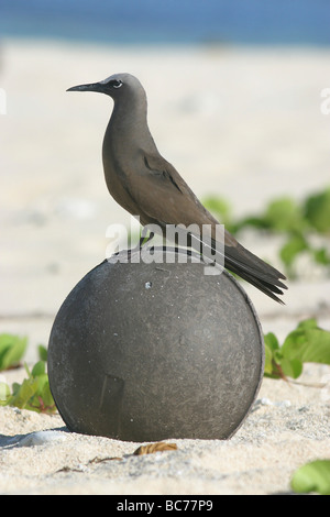 Braun Noddy, Anous Stolidus pileatus Stockfoto