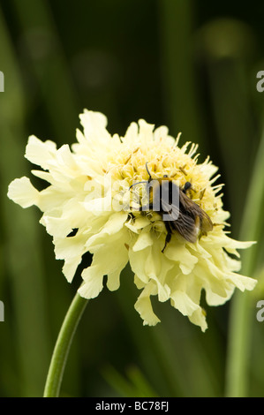 Cephalaria Gigantea, Riesen Witwenblume und Biene Stockfoto