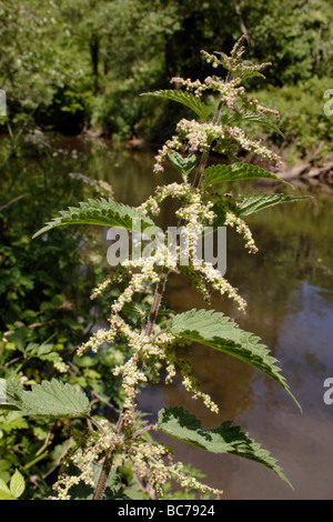 Brennnessel Urtica Dioica Urticaceae-in Blüte UK Stockfoto