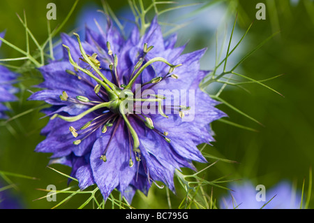 Nahaufnahme einer Liebe in einem Nebel Nigella damascena Stockfoto