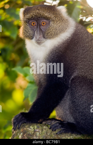 Sykes Affe - Mount Kenya National Park, Kenia Stockfoto