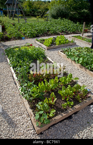 Gemüsesorten Hochbeete auf Gartengrundstück Cheltenham UK Stockfoto