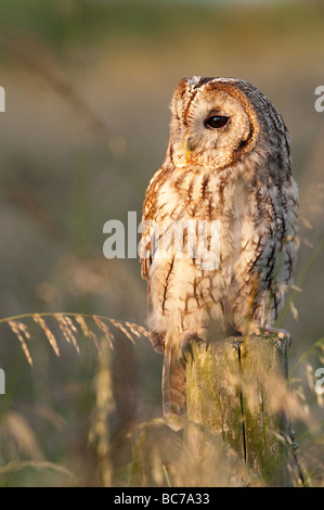 Strix aluco. Tawny Owl auf einem hölzernen Pfosten in der englischen Landschaft in der Dämmerung Stockfoto