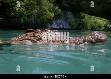 Captive Salzwasserkrokodil, Crocodylus porosus Stockfoto