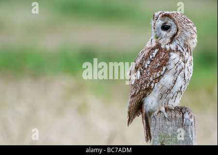 Strix aluco. Waldkauz auf einer hölzernen Wegweiser in der englischen Landschaft Stockfoto