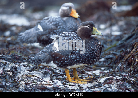 Ein paar Falkland Dampfschiffenten, Tachyeres Brachypterus. Auch bekannt als Logger Enten Stockfoto