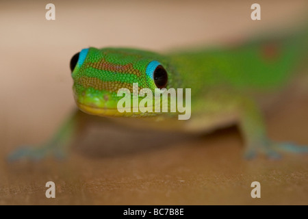 Goldstaub Gecko Phelsuma laticauda Stockfoto