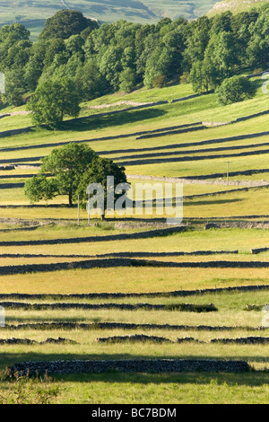 Die Trockenmauer erstellen Muster in die Felder in der Nähe von Kettlewell in den Yorkshire Dales, UK Stockfoto