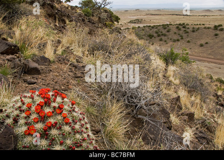 Claret Cup Kakteen Echinocereus Triglochidiatus Rio Grande County Colorado USA Stockfoto