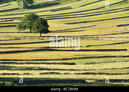 Die Trockenmauer erstellen Muster in die Felder in der Nähe von Kettlewell in den Yorkshire Dales, UK Stockfoto