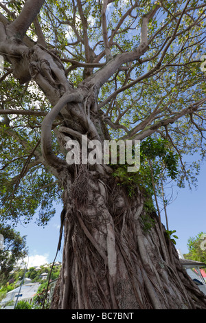 Moreton Bay Fig Tree gepflanzt 1870 - Ficus Macrophylla in Russell, Bay of Islands, Northland, Nordinsel, Neuseeland Stockfoto