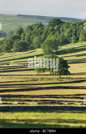 Die Trockenmauer erstellen Muster in die Felder in der Nähe von Kettlewell in den Yorkshire Dales, UK Stockfoto