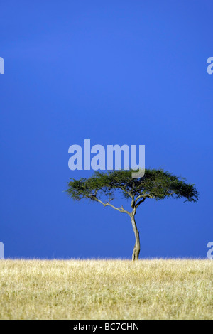 Einsamer Baum in der Savanne - Masai Mara National Reserve, Kenia Stockfoto