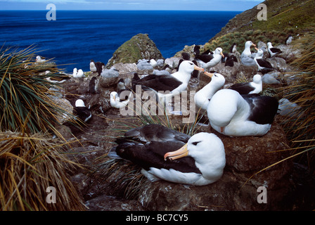 Eine Kolonie von Black-browed Albatrossen, Thalassarche melanophry Stockfoto