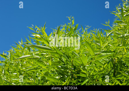 strahlend blauer Himmel und grünen Zweigen Stockfoto