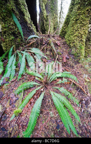 alten Waldbestands in Carmanah Walbran Provincial Park Vancouver Island in British Columbia Kanada Stockfoto