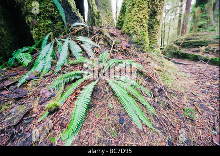 alten Waldbestands in Carmanah Walbran Provincial Park Vancouver Island in British Columbia Kanada Stockfoto