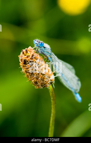 Gemeinsamen Blue Damselfly auf Spitzwegerich Stockfoto