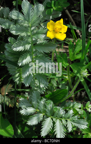 Silverweed Potentilla heisses Stockfoto